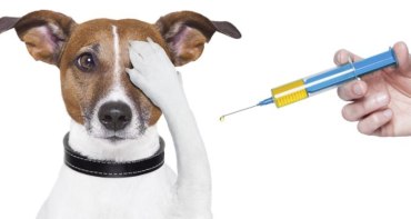 Vakcinace psů